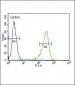 OAT Antibody (N-term)